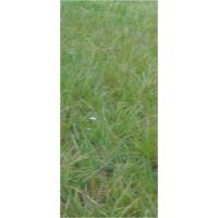 Pomoc s odstraněním dřeva, ohrad, kůlů Pomoc s odstraněním dřeva, ohrad, kůlů