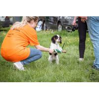 Pomocník na Happy Dog Show 2024