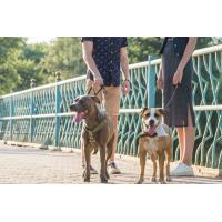 Propagace akce Happy Dog Show 2023