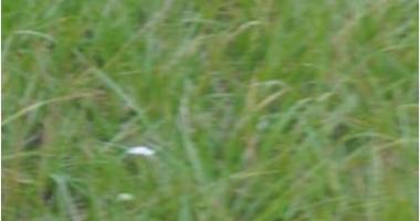 Pomoc s odstraněním dřeva, ohrad, kůlů Pomoc s odstraněním dřeva, ohrad, kůlů