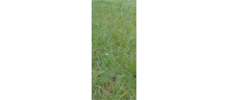 Pomoc s odstraněním dřeva, ohrad, kůlů Pomoc s odstraněním dřeva, ohrad, kůlů