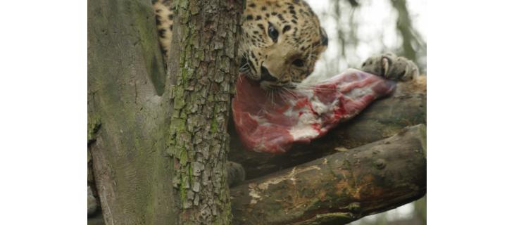 Zoologická zahrada, tam by chtěl pomáhat každý… 7 věcí k zamyšlení Zoologická zahrada, tam by chtěl pomáhat každý… 7 věcí k zamyšlení