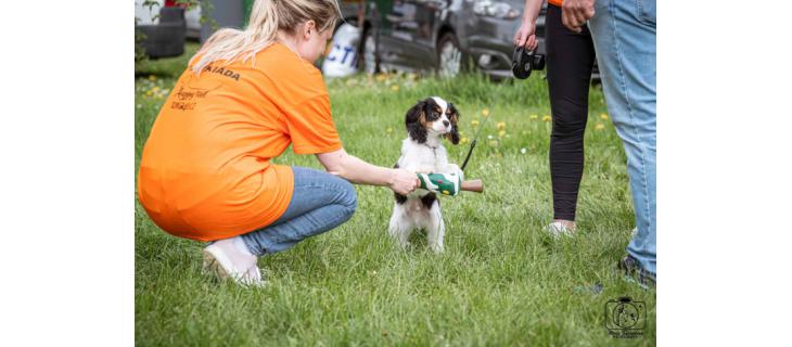 Pomocník na Happy Dog Show 2024