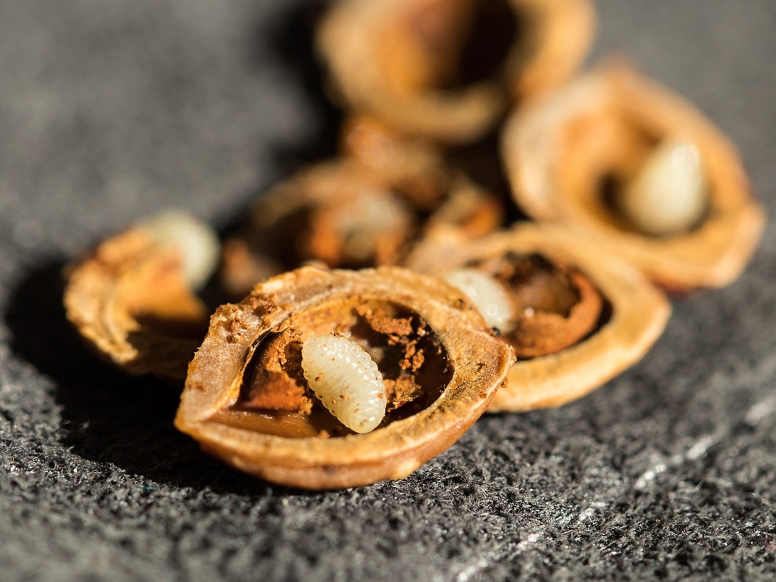 Tmavka švestková - larva, foto Michal Skalský